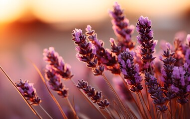 Blooming lavender flowers at sunset Generative ai