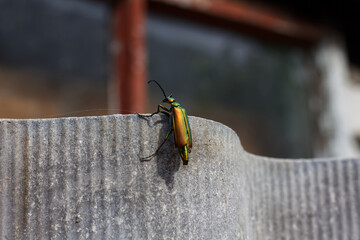 Bright green beetle Lytta vesicatoria sits on a fence