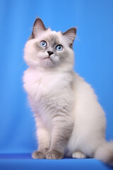 Very cute Ragdoll in nature, national geography, Wide life animals. AI Generated.
