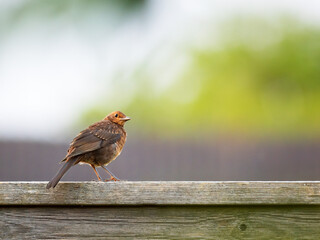 A female blackbird ( Turdus merula ) perches on a wood fence