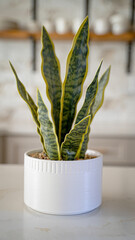 Plant on kitchen countertop