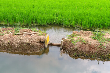 Paddy rice canal irrigation panorama landscape agriculture nature natural Po Valley