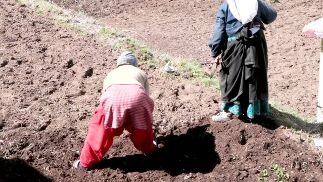 women working in a agriculture field.