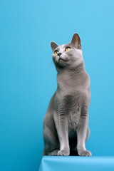 Very cute Russian blue in nature, national geography, Wide life animals. AI Generated.
