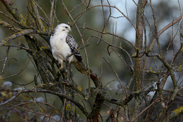 white Common buzzard // weißer Mäusebussard (Buteo buteo)