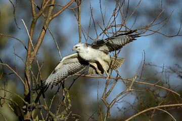 white Common buzzard // weißer Mäusebussard (Buteo buteo)
