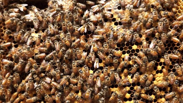 Bees on hexagonal honey comb, Queen bee in the middle.