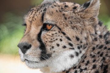 portrait of cheetah