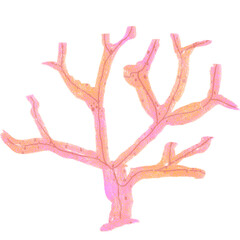 Coral reefs illustration.