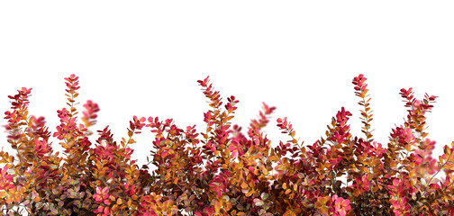 Isolated autumn plant in 3d rendering on white background