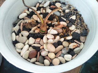 Close-up photo of ornamental stones in a pot