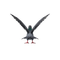 flying pigeon bird in action isolated on white background, Speed racing pigeon bird isolated white background