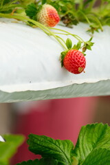 strawberry plant with fresh fruits before harvest at the farm 