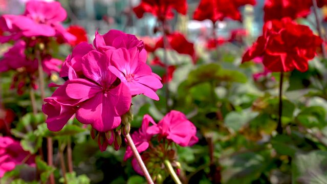 Red geranium flower on green leaves background 4K