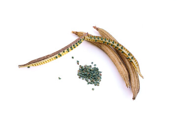 モロヘイヤの種