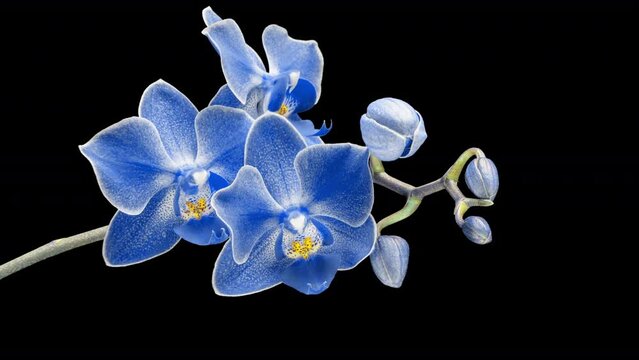 Blue phalaenopsis orchid flowers bloomed on a black background. Time lapse, close-up. Wedding background, the concept of Valentine's Day, name day. timelapse.4k