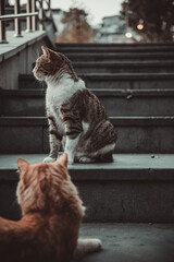 Cute street-living cat presenting itself.