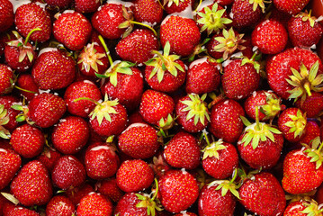 Natural background with strawberries with water drops