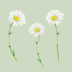 Set of camomile stems hand-drawn. Watercolor floral illustration of delicate flowers isolated on light-green background. Meadow wildflower scillfully painted for textile printing, logo, postcards