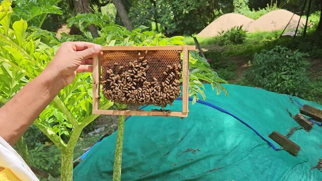 Indian rural Beekeeper on apiary. Beekeeper is working with bees and beehives on the apiary. Beekeeping in countryside. Organic farming