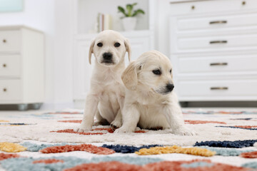 Cute little puppies on carpet at home. Adorable pets