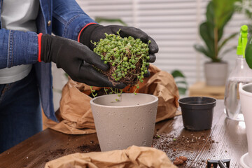 Woman in gloves transplanting houseplant into new pot at wooden table indoors, closeup