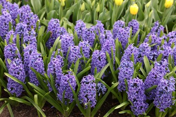 Fototapeta premium Beautiful hyacinth flowers growing outdoors, closeup view