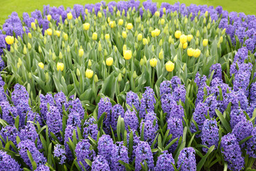 Beautiful hyacinth and tulip flowers growing outdoors