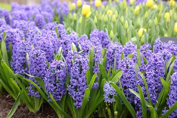 Fototapeta premium Beautiful hyacinth and tulip flowers growing outdoors, closeup
