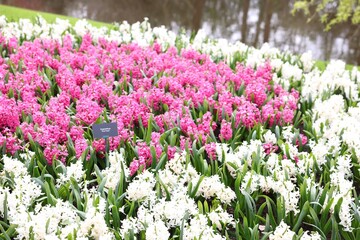 Obraz premium Beautiful white and pink hyacinth flowers growing outdoors
