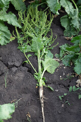 inflorescence of sugar beet close up in the field 
