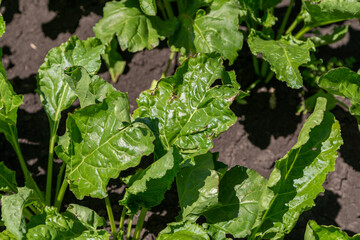 Closeup of young sugar beet plants in converging long lines growing in the recently cultivated soil...