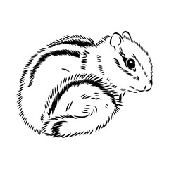 Hand drawn chipmunk. Black and white vector illustration in retro style