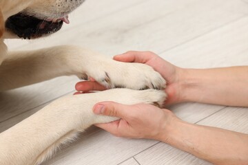 Dog giving paws to man at home, closeup