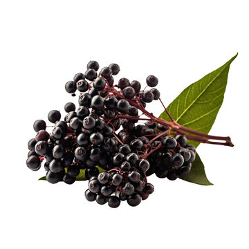 Elderberry, isolated on transparent background.