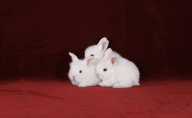white rabbits on red velvet