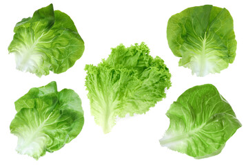 Set of different lettuce leaves on white background, top view - obrazy, fototapety, plakaty