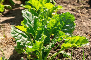 Close-up of young sugar beet plants in converging long rows. Agricultural field.