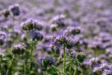Obraz premium Lacy phacelia, blue tansy or purple tansy. Phacelia tanacetifolia