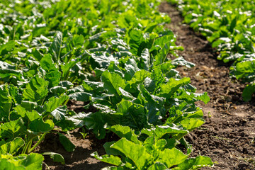 Close-up of young sugar beet plants in converging long rows. Agricultural field.