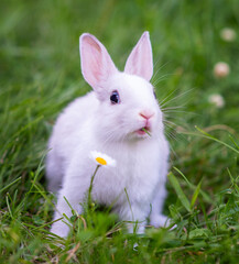 A small white rabbit sitting on green grass with a chamomile flower nearby.