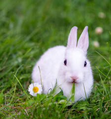A small white rabbit sitting on green grass with a flower nearby.