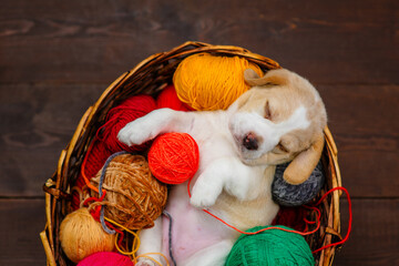 Cute beagle puppy lying in a wicker basket with balls for knitting on a dark wooden background. Top view.