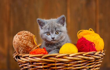 A small fluffy kitten lying in a basket with balls of wool