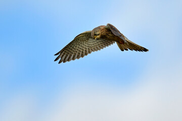Common kestrel // Turmfalke (Falco tinnunculus)