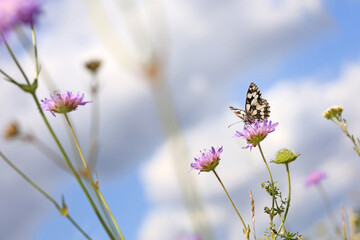 Blumenwiese mit Schmetterlling