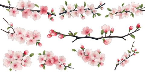 Naklejka premium Cherry blossom flowers and branches set 4