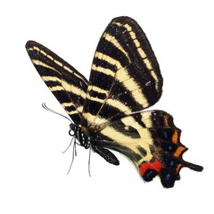Beautiful butterfly isolated on white background.