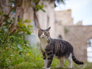 Stray or Feral Cat in Street city of Rhode in Greece. Historic Landmark in Old Town.