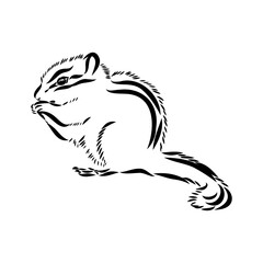 Hand drawn chipmunk. Black and white vector illustration in retro style